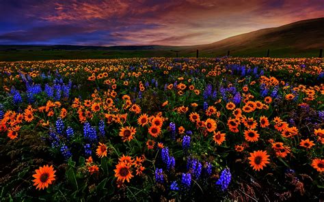 Flower Field At Dusk Wallpaper And Background Image 1440x900 Id