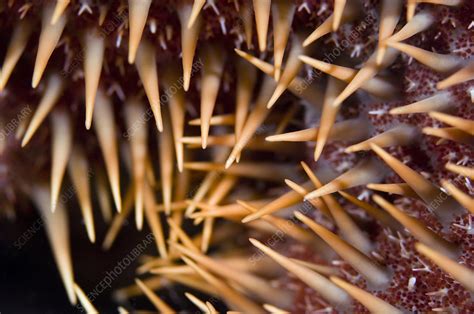 We did not find results for: Poisonous spines of a crown of thorns - Stock Image - Z550 ...
