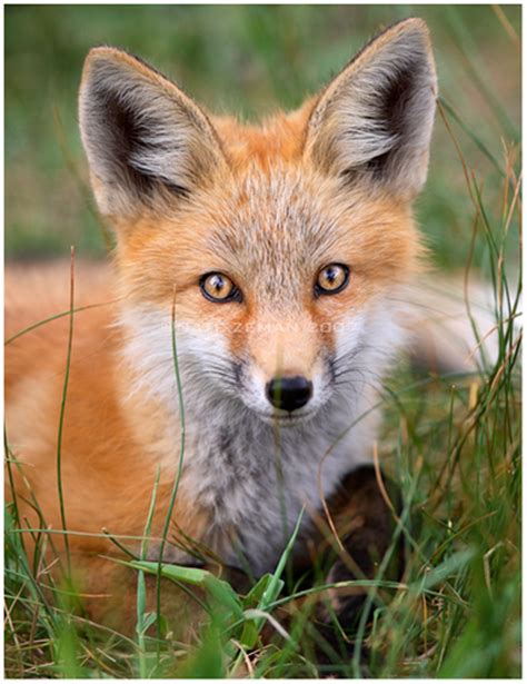 Red Foxes Fox Photo Fanpop