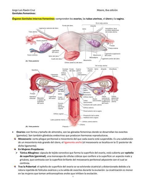 Resumen de aparatos Genitales Femeninos de moore Genitales Femeninos Órganos Genitales