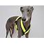 Hi Vis Yellow Padded Fleece Whippet Harness  Greyhound Italian Lurcher
