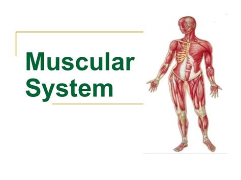 Main Purpose Of Muscular System