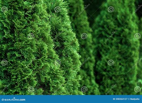Closeup Of Cedar Thuja Trees Stock Image Image Of Garden Hedgegrow