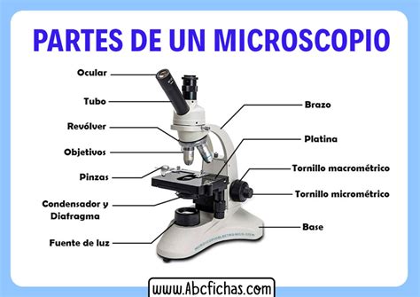 Imagen De Microscopio Y Sus Partes Para Dibujar El Microscopio Sexiz Pix