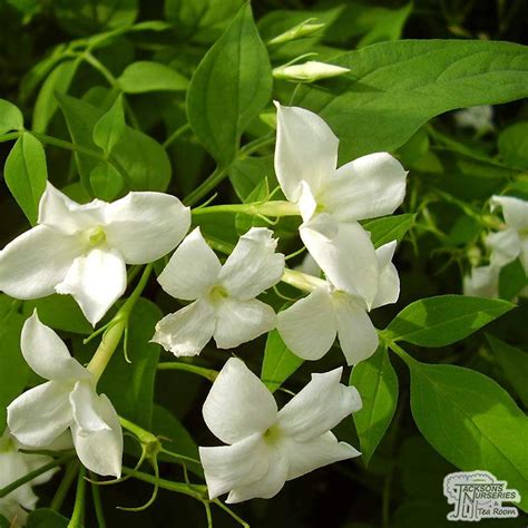 Buy Jasminum Officinale Common Jasmine In The Uk