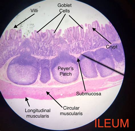 Ileum Histology