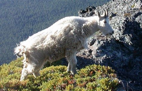 Removal Of Olympic National Park Mountain Goats Could Start In Late