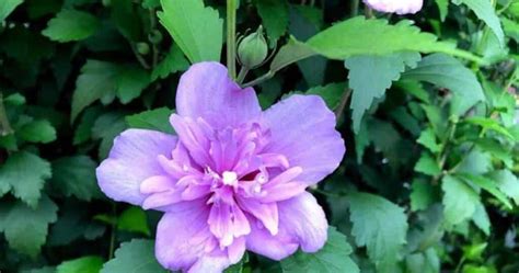 Blue Chiffon Rose Of Sharon Home Grown Cycle