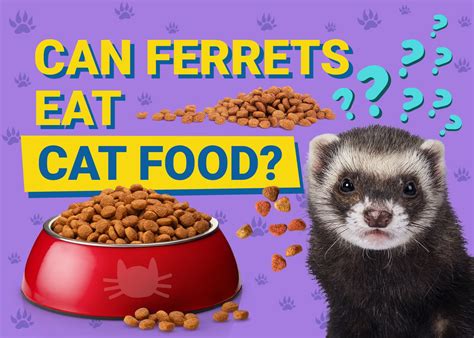 Can Ferrets Eat Cat Food What You Need To Know Pet Keen