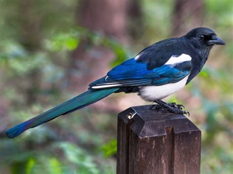 Six Common Birds Youll See And Hear In Beijing The Beijinger