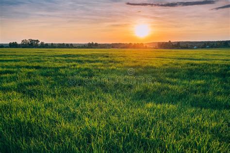 865 Sunset Sunrise Sun Over Rural Countryside Wheat Field Spring Stock