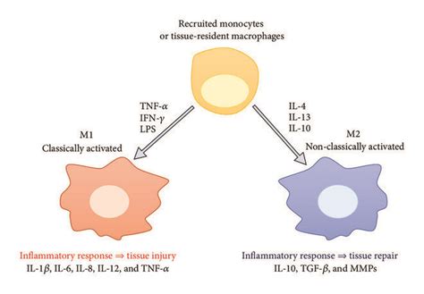 Schematic Summary Of Macrophage Polarization Monocytes From Peripheral