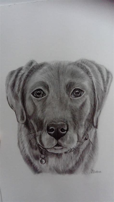 We did not find results for: Personalised dog portrait, custom dog drawing, dog lover gift, custom drawing, dogs, animal ...