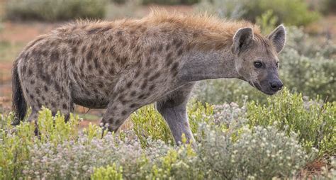 Spotted Hyena All Species Wiki Fandom