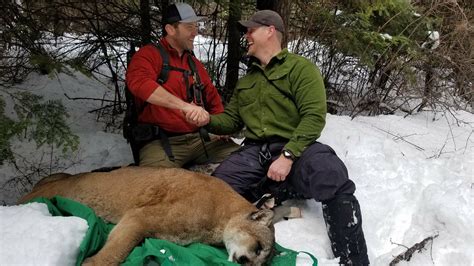 197 Pound Cougar Captured By State Biologists Near Chewelah Komo