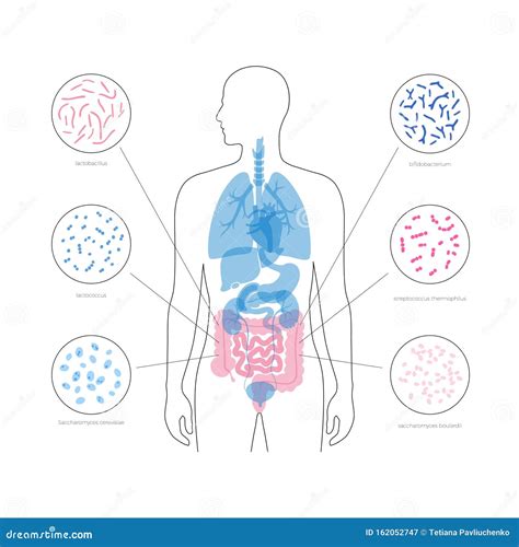 Human Gut Microbiota Cartoon Vector 244853557