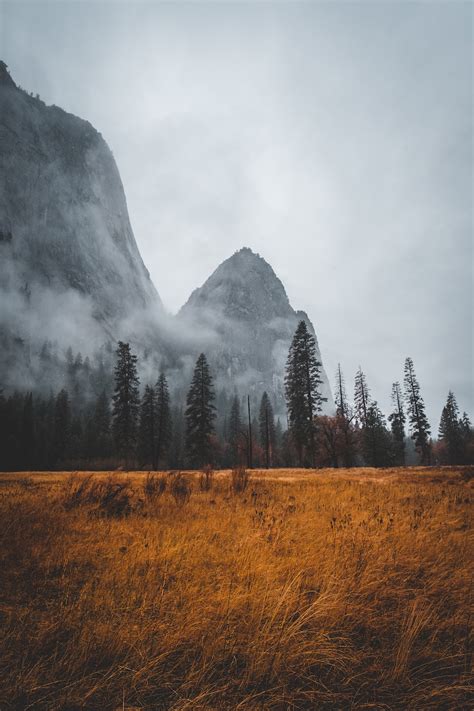 Grass Field Near Tall Trees In Mountain Photo Free Tree Image On Unsplash