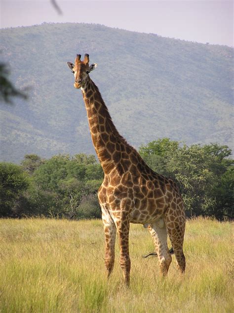 South African Giraffe Wikipedia