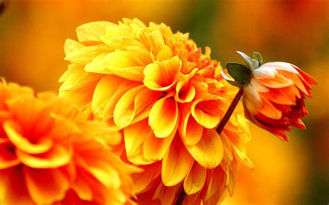 10 Best Desktop Backgrounds Fall Flowers You Can Download It Free Of