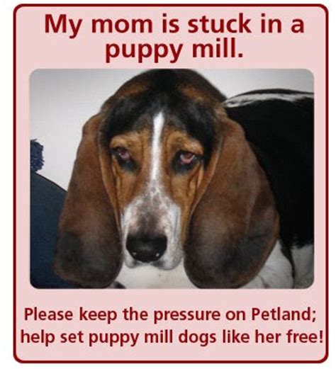 We bought the puppy at petland hilliard in columbus ohio. Judge Says 2 Consumers Can Sue Petland Under RICO | Animal ...