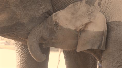 Baby Elephant Drinking Wallpapers Wallpaper Cave