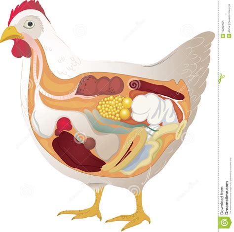 This chicken bone broth is a nutrient dense super food, and it is made from ingredients that you would normally throw away. Chicken Anatomy Stock Photography - Image: 19282232