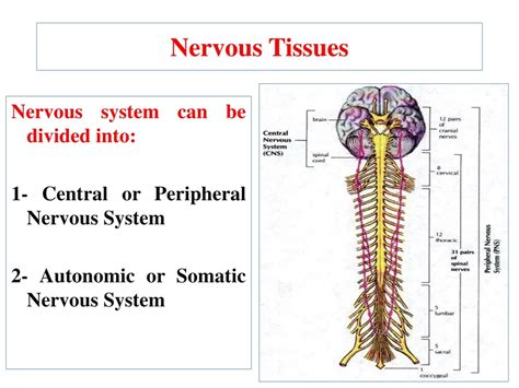 Ppt Nervous System Can Be Divided Into 1 Central Or Peripheral