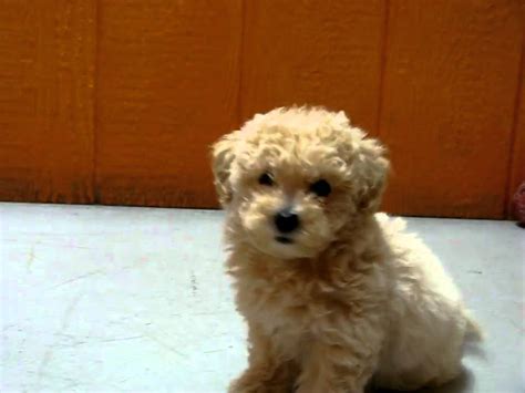 maltipoo maltese toy poodle mix puppies  sale playing wwwbreederscom youtube