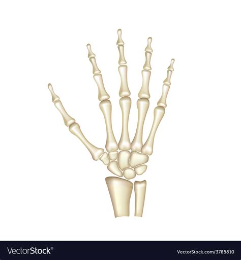 Human Hand Bones Isolated Royalty Free Vector Image