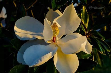 Mississippi Magnolia Biloxi Mississippi Flowers