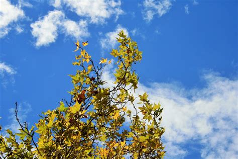 Autumn Tree Against Blue Sky Free Stock Photo Public Domain Pictures