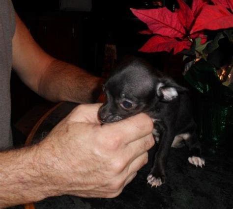 Ckc Bluish Black Female Chihuahua Pup 8 Weeks For Sale In Crosstown