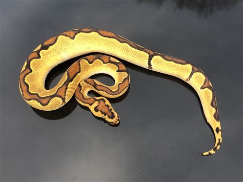 Od Enchi Clown Ball Pythons Morphmarket Reptile Community