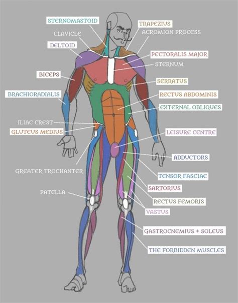 Human Leg Muscle Diagram Diagram Illustrating Muscle Groups On Leg