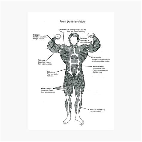 Anatomy Diagram Muscle Chart Front Photographic Print By