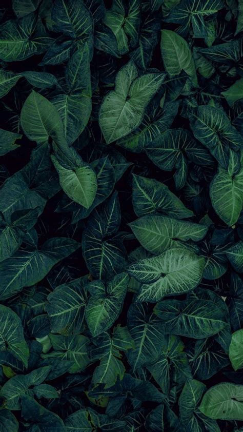 Tropical Leaves Botanicals Leaf Phone Wallpaper Idea