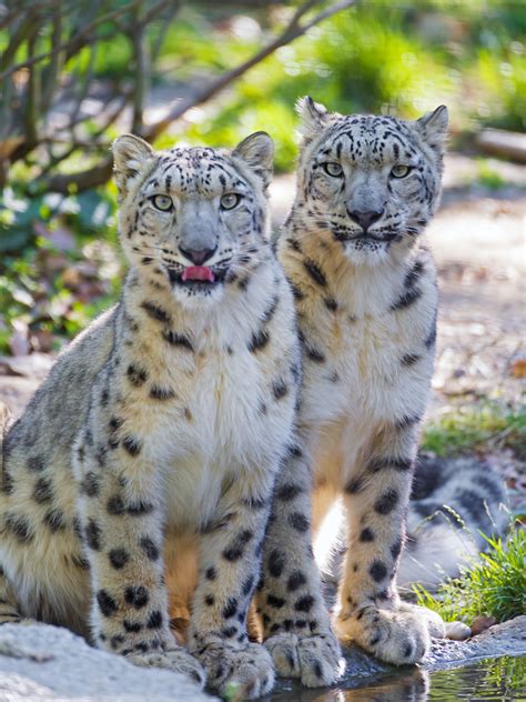 Two Snow Leopards At The Pond I Like This Picture Of The