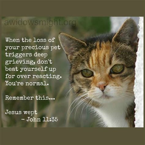 Pet Loss Quotes For Those Who Are Saying Goodbye To A Beloved Cat Dog