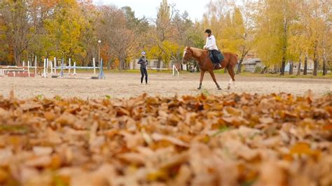 Horse Riding In Autumn Stock Video Motion Array