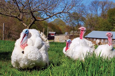 These Local Farms Have Everything You Need For An At Home Thanksgiving
