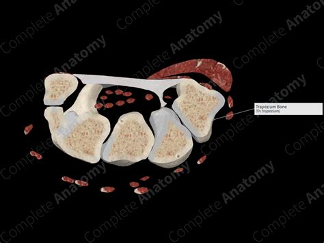 Trapezium Bone Complete Anatomy