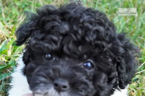 Tinytoy Parti Poodle Toy Puppy For Sale Near Huntsville