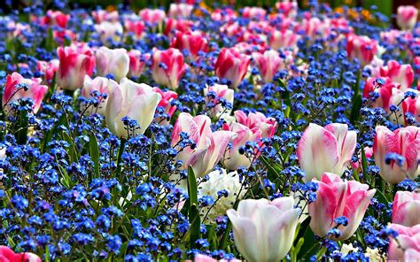 🔥 32 Field Of Spring Flowers Wallpaper Wallpapersafari