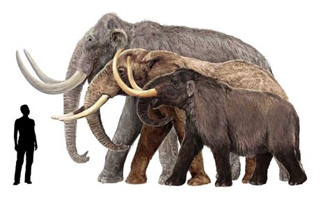 Massive Tusks Of Rare Breed Of Mammoth Found By Experts In Austria