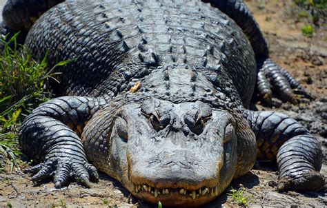 Nobody Knew That Alligators Could Regrow Their Own Tails Flipboard