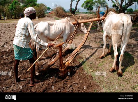 A Farmer Ploughing The Field Using Cattle India Stock Photo Alamy
