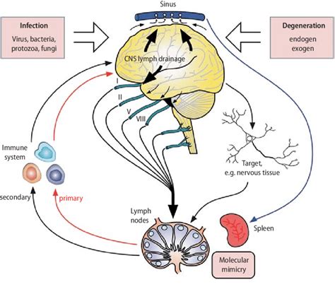 Cns Specific Immune Response Is Enabled By Lymph Drainage Of The Brain