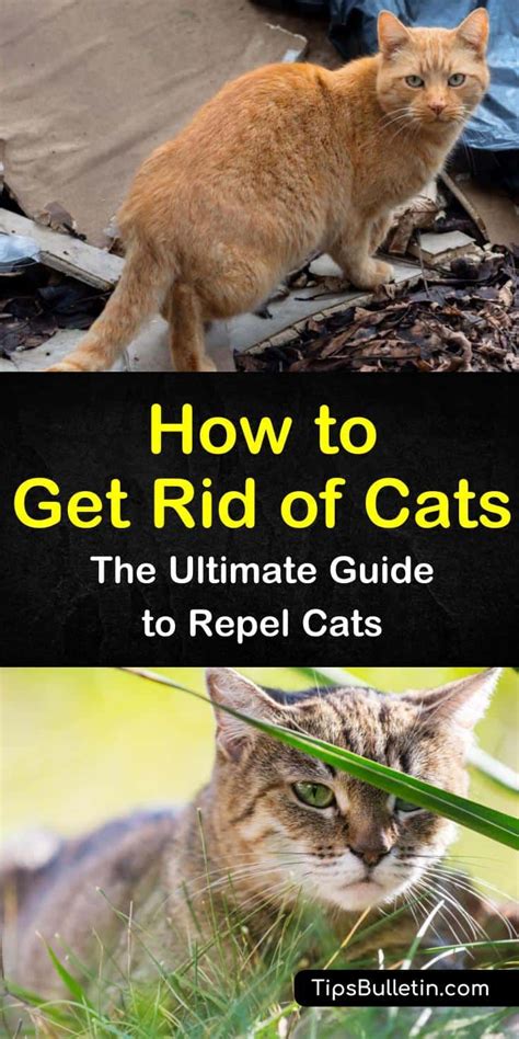 If a feral cat is consistently using your garden, you should call an animal welfare charity to come and capture it so it can be socialised and rehomed. 14+ Ingenious Ways to Get Rid of Cats in Your Yard | Cat ...
