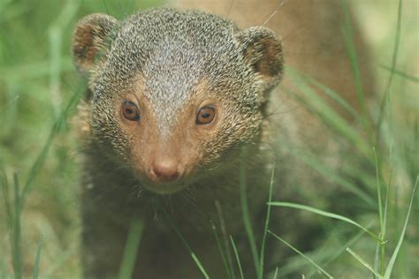 Common Dwarf Mongoose Zoochat