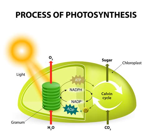 Biology Photosynthesis Level 2 Activity For Kids Uk
